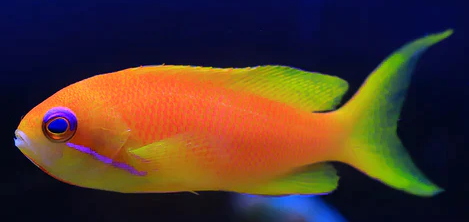 Blue Eyed Anthias