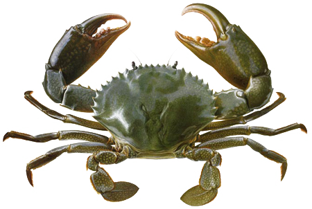 Emerald Crab