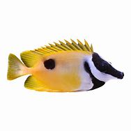 Foxface Rabbit Fish