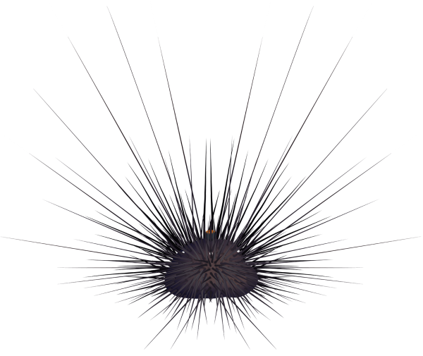 Long-Spined-Sea-Urchin