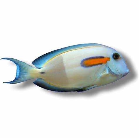 Orange Shouldered Tang