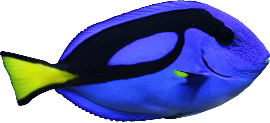 Blue Hippo Tang