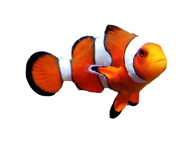 Clownfish