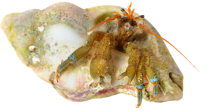 Hermit Crab