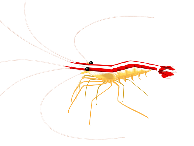 Cleaner Shrimp